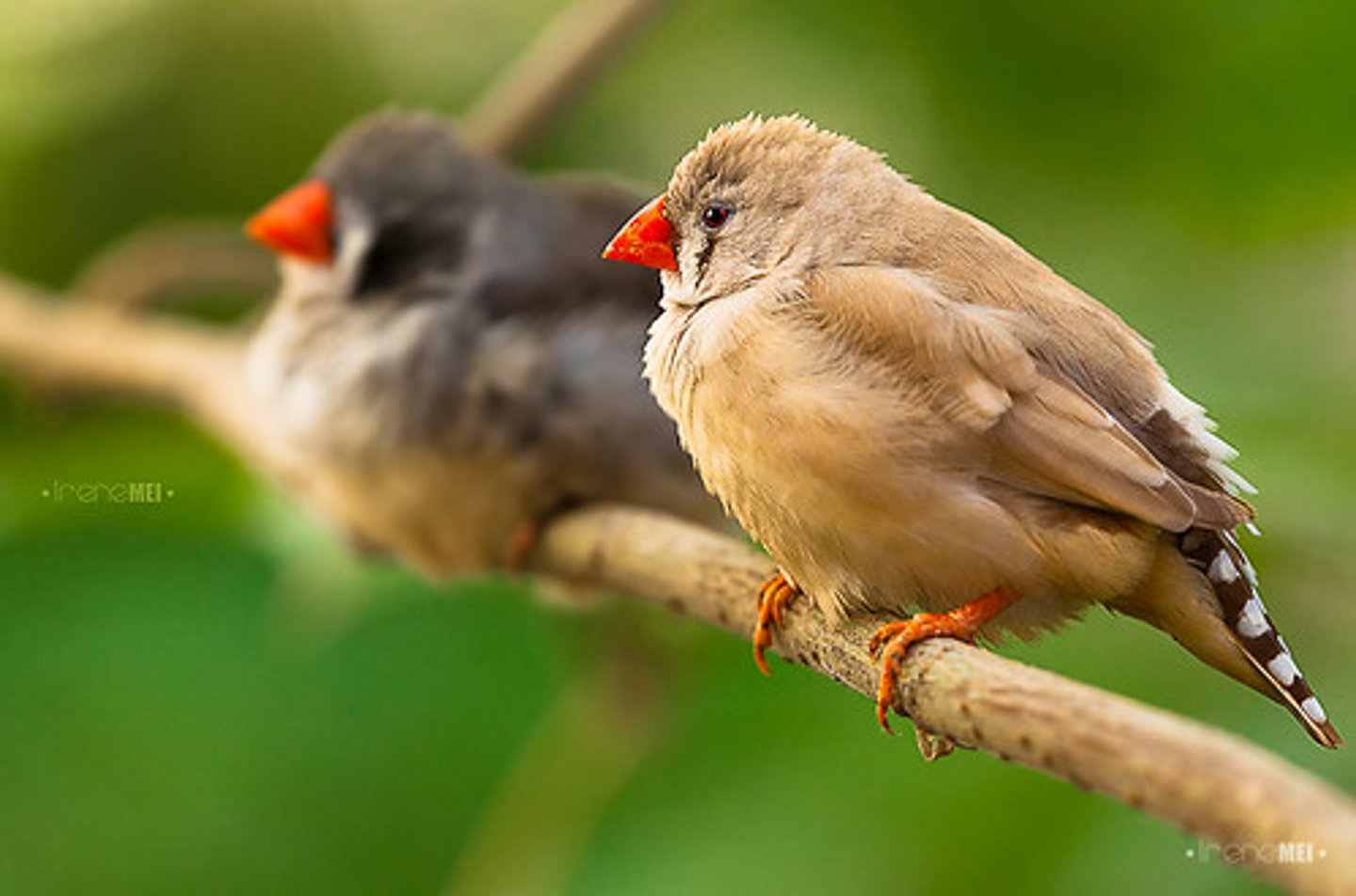 <p>birds</p>