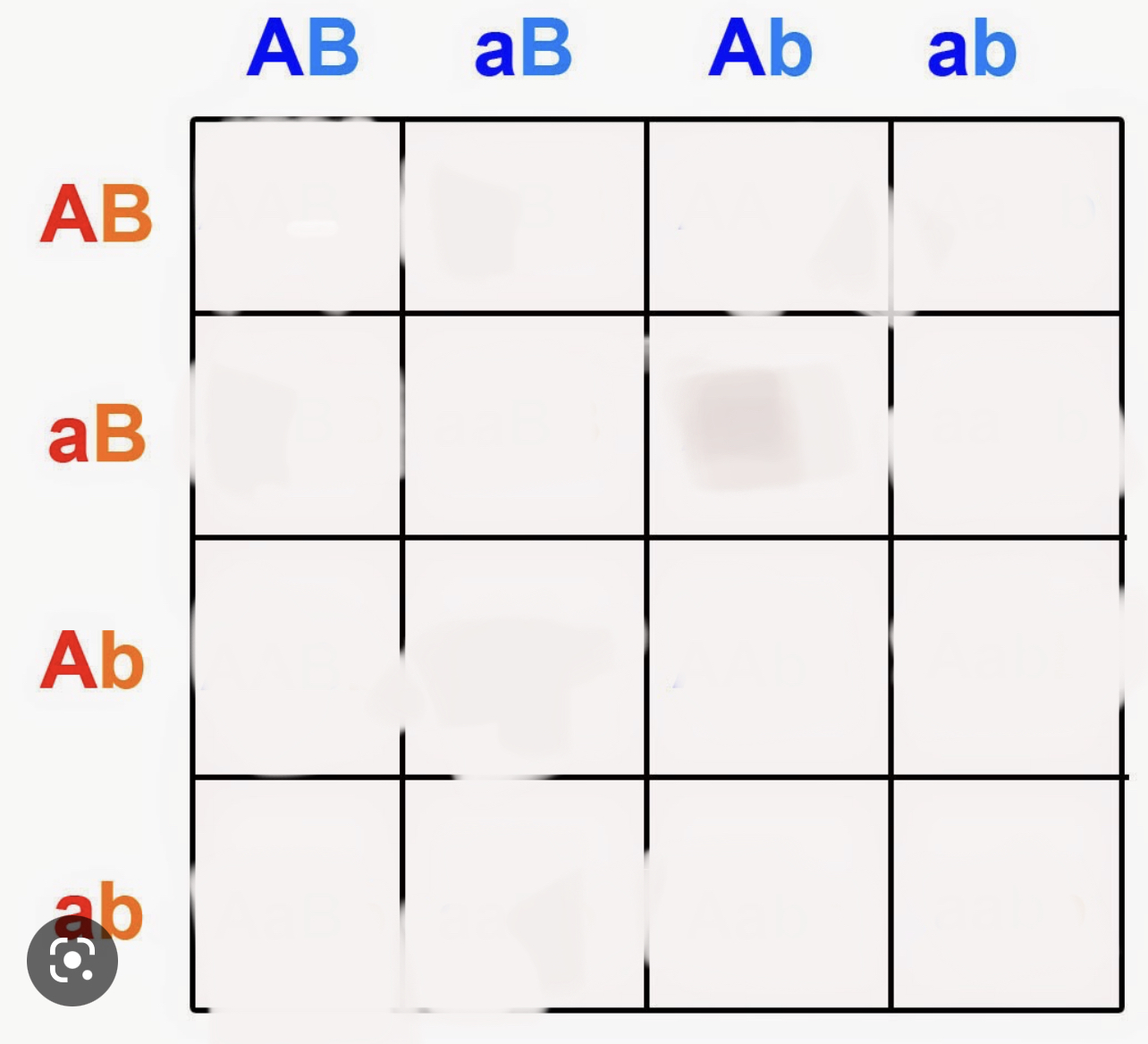 <p>complete this 4x4 punnet square and predict the phenotype and genotype probability</p>