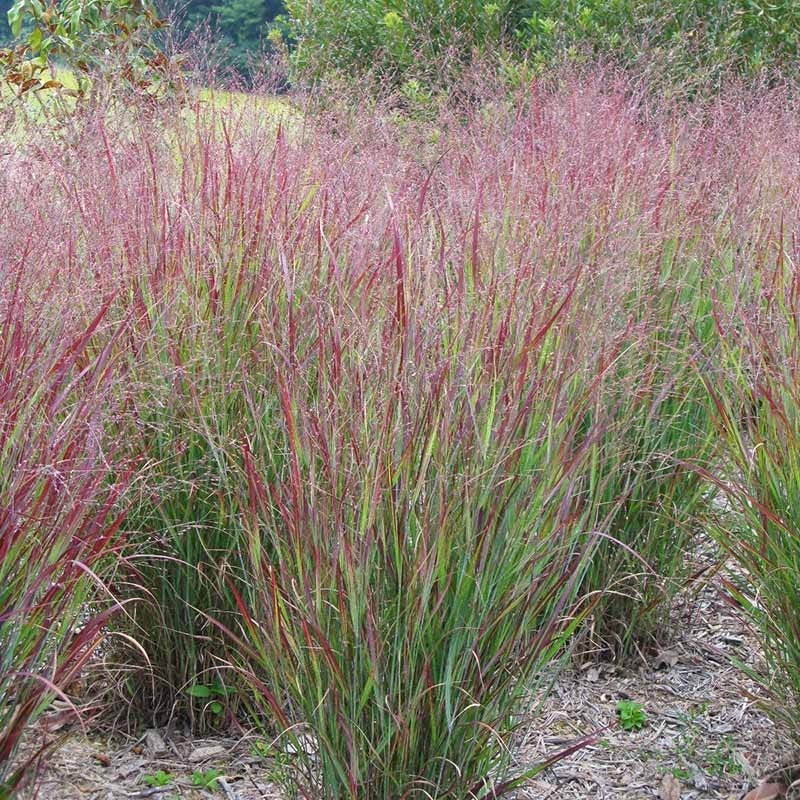 <p>Panicum ‘Shenandoah’ Red Switch Grass</p>