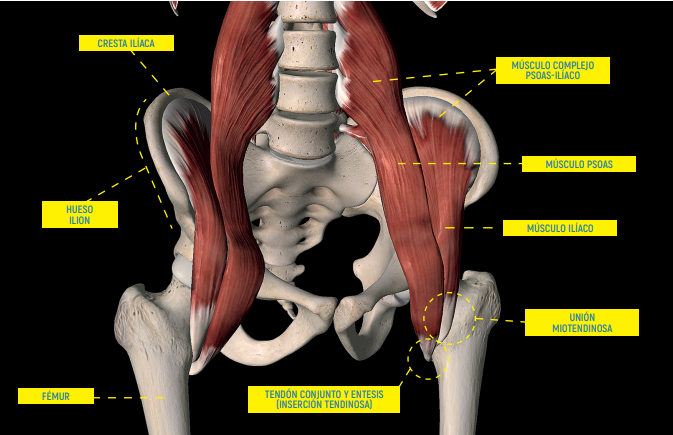 <p>O Psoas Ilíaco</p>