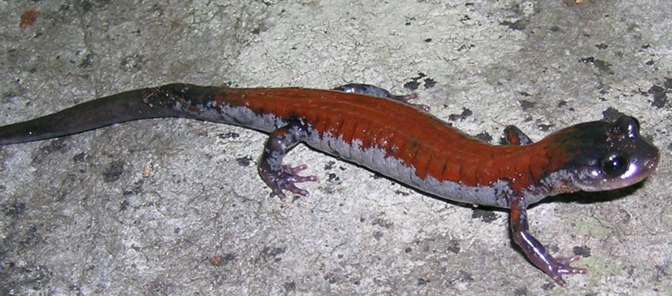 <p>plethodon yonahlossee</p>