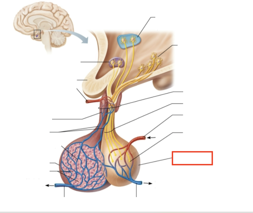 <p>What structure is highlighted?</p>
