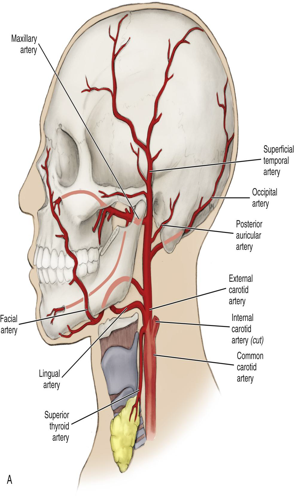 <p>What is the position of the ECA relative to the Internal Carotid Artery?</p>