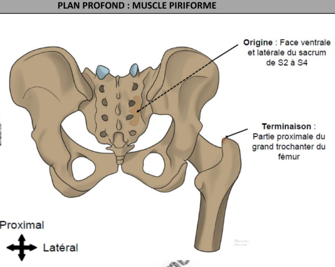 <ul><li><p>Le + proximal des muscles pelvi-trochanteriens </p></li><li><p>Face ventrale du sacrum, proximité 2ème-3ème foramens sacrés ventraux, extension sur ligament sacro-tubéral </p></li><li><p>Sommet grand trochanter fémorale </p></li></ul><p></p>