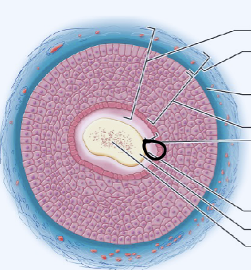 <p>outer layer consisting of overlapping layers of single cells; one part of the hair shaft</p>