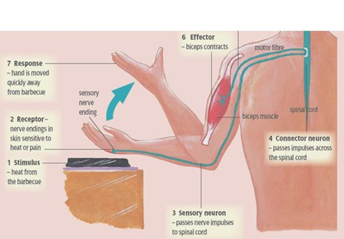 <p>a relatively direct connection between a sensory neuron and a motor neuron that allows an extremely rapid response to a stimulus, often without conscious brain involvement</p>