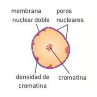 <p>Función: <mark data-color="purple">Control de la célula</mark></p><ul><li><p>Poros nucleares</p></li><li><p>Membrana doble celular</p></li><li><p>ADN (cromatina)</p></li><li><p>Nucleolos → Sintetiza ribosomas</p></li></ul>