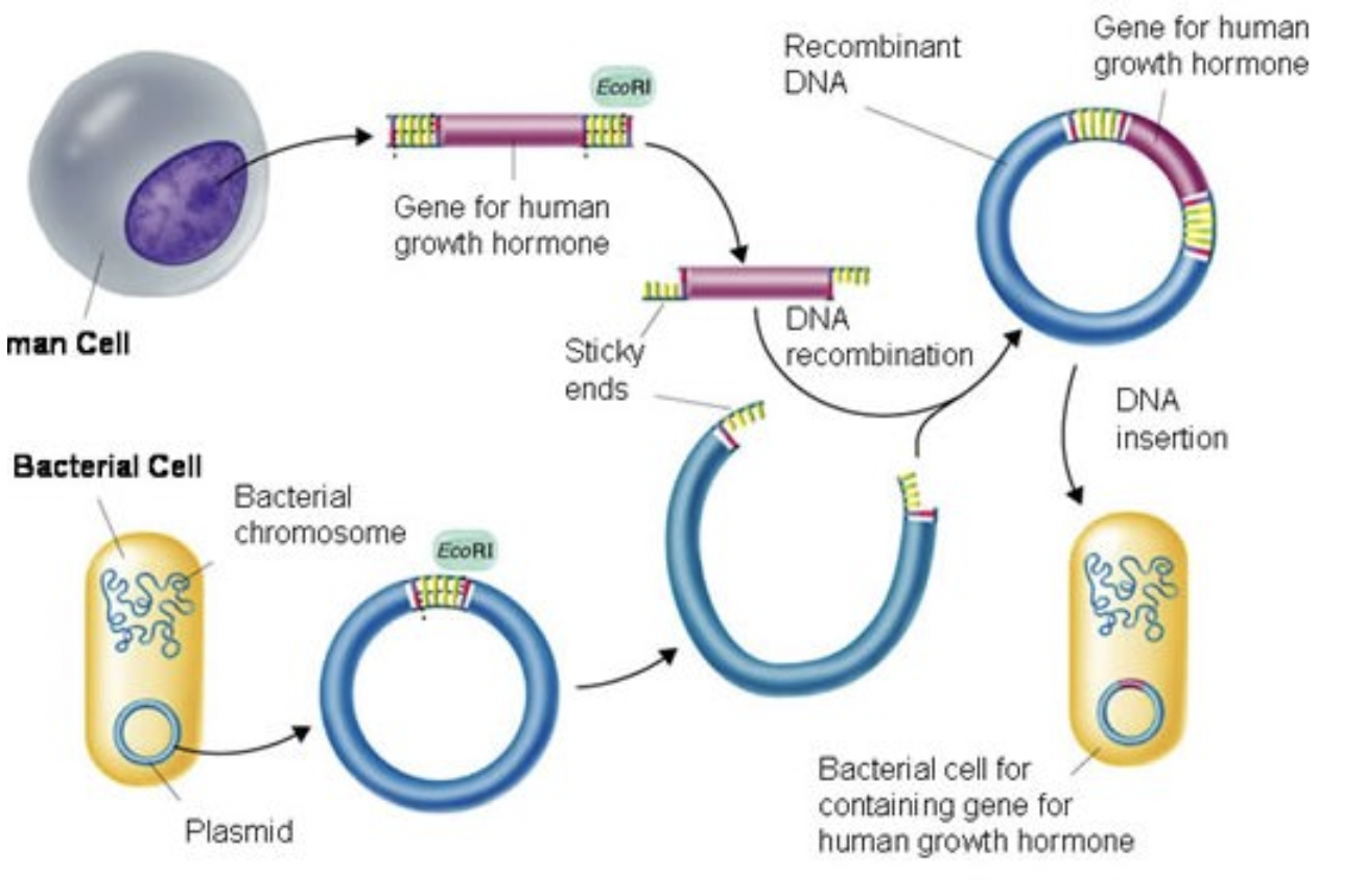 <ol><li><p>Additional genes added to plasmid (the vector) → recombinant DNA</p></li><li><p>Restriction enzymes cut DNA section containing gene for making insulin from human DNA → sticky ends (unpaired bases at each end)</p></li><li><p>Same restriction enzyme used to cut plasmids open → same ‘sticky ends’</p></li><li><p>DNA sections w/ insulin gene mixed w/ cut plasmids</p></li><li><p>Enzyme ligase joins complementary ‘sticky ends’</p></li><li><p>Plasmids inserted back into bacteria</p></li><li><p>Bacteria grown in huge tanks + produce insulin</p></li><li><p>Insulin extracted to treat type 1 diabetes</p></li></ol><p></p>