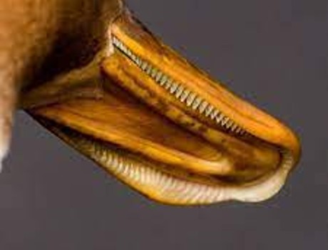 <p>● aquatic; feet palmate, hallux elevated and sometimes lobed</p><p>● bill lamellate or serrate (mergansers), broad and depressed</p><p>with nail-like hook</p>