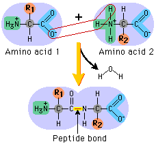 <p>Proteins are amino acids bonded together in a long chain by covalent bonds. Bond between Carbon and Nitrogen.</p><ul><li><p>Dipeptide &quot;two&quot;</p></li><li><p>Tripeptide &quot;three&quot;</p></li><li><p>Polypeptide &quot;many Protein is usually amino acids in chains of thousands</p></li></ul>