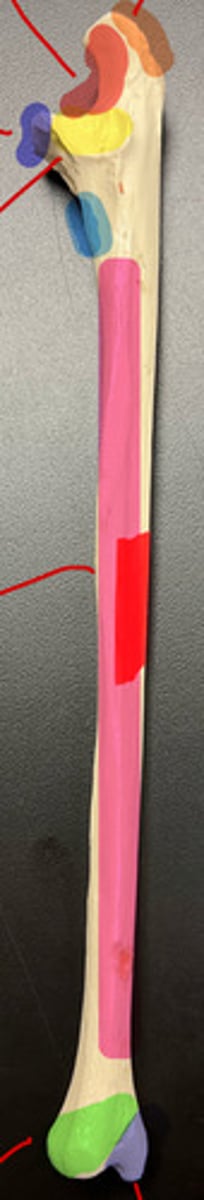 <p>pink highlighted region of the ulna</p>