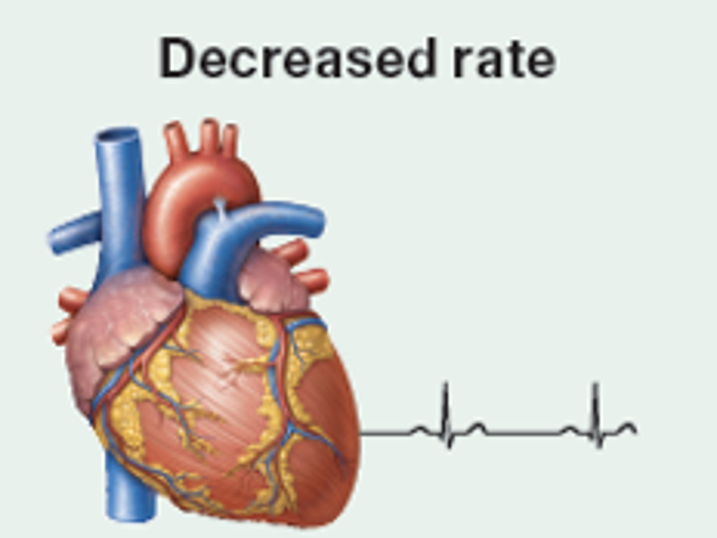 <p>ENDO; atrial natriuretic peptide</p><p>NEURAL; increased parasympathetic activity, decreased sympathetic activity</p>
