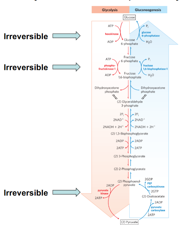 <p>Which enzymes control irreversible glycolytic steps?</p>
