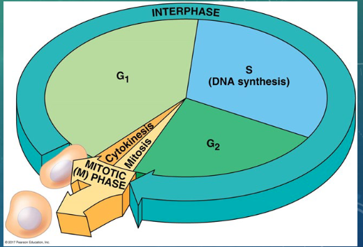 <ol><li><p>mitotic (M) phase= mitosis and cytokinesis</p></li><li><p>interphase= cell growth and copying of chromosomes in preparation for cell division </p></li></ol><p></p>