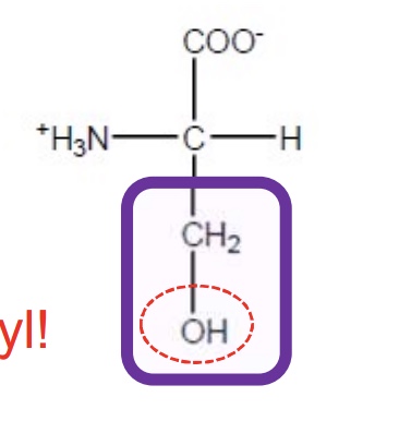 <p>Ser-S-polar and uncharged-soluble in water and prefer to be on the surface of proteins</p>