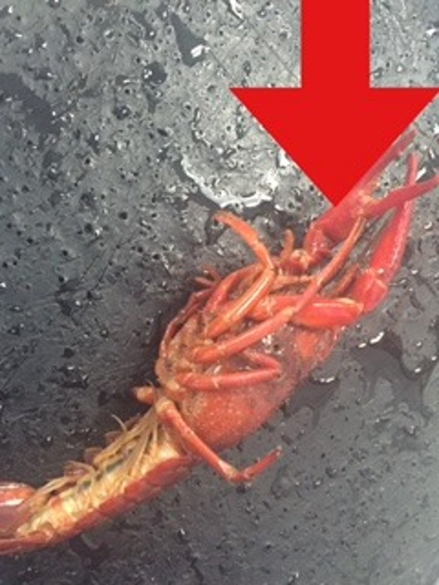 <p>chelipeds: claws for defense and feeding</p>