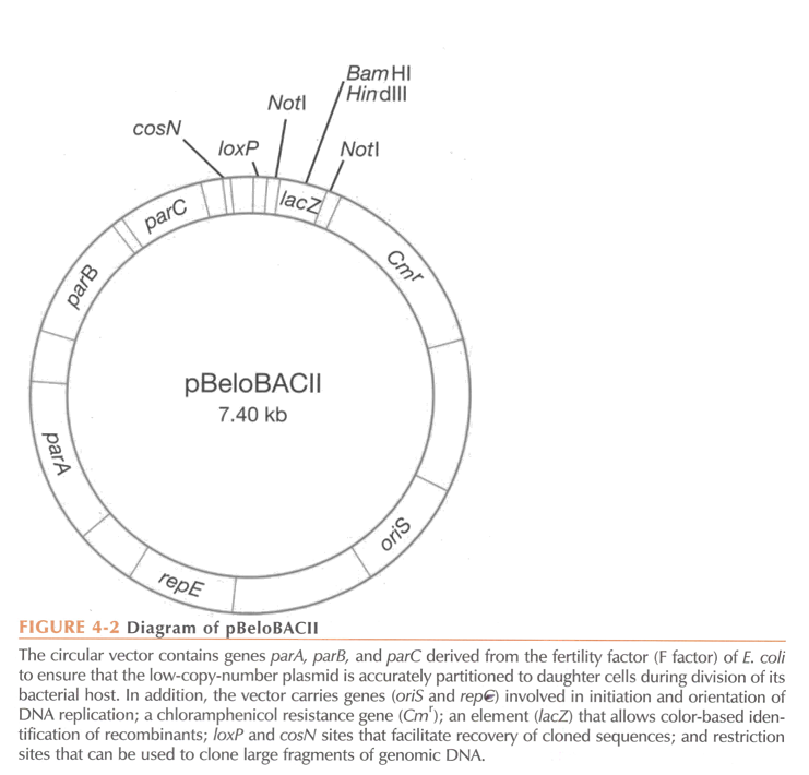 <ul><li><p><span style="color: red"><strong>Origin of replication (OriS)</strong></span> derived from E. coli fertility plasmid (low copy vector, 1 copy/cell).</p></li><li><p><span style="color: red"><strong>Antibiotic resistance gene</strong></span> chloramphenicol (Cmr)</p></li><li><p><span style="color: red"><strong>Multiple cloning site for DNA insertion</strong></span>. It is within lacZ alpha or sacB (with lacZ, colonies with insert are white, with sacB, only colonies with insert will survive).</p></li></ul><p><strong><u>Elements specific to BACs</u></strong>:</p><ul><li><p>Since there is only one copy per cell, partitioning of the BAC during cell replication is crucial. This is mediated by <span style="color: red"><strong>repE</strong></span> (encodes for helicase, enhances DNA replication) and <span style="color: red"><strong>parA, parB, and parC</strong></span>, which ensure correct distribution of the artificial chromosome during replication.</p></li></ul><p></p>