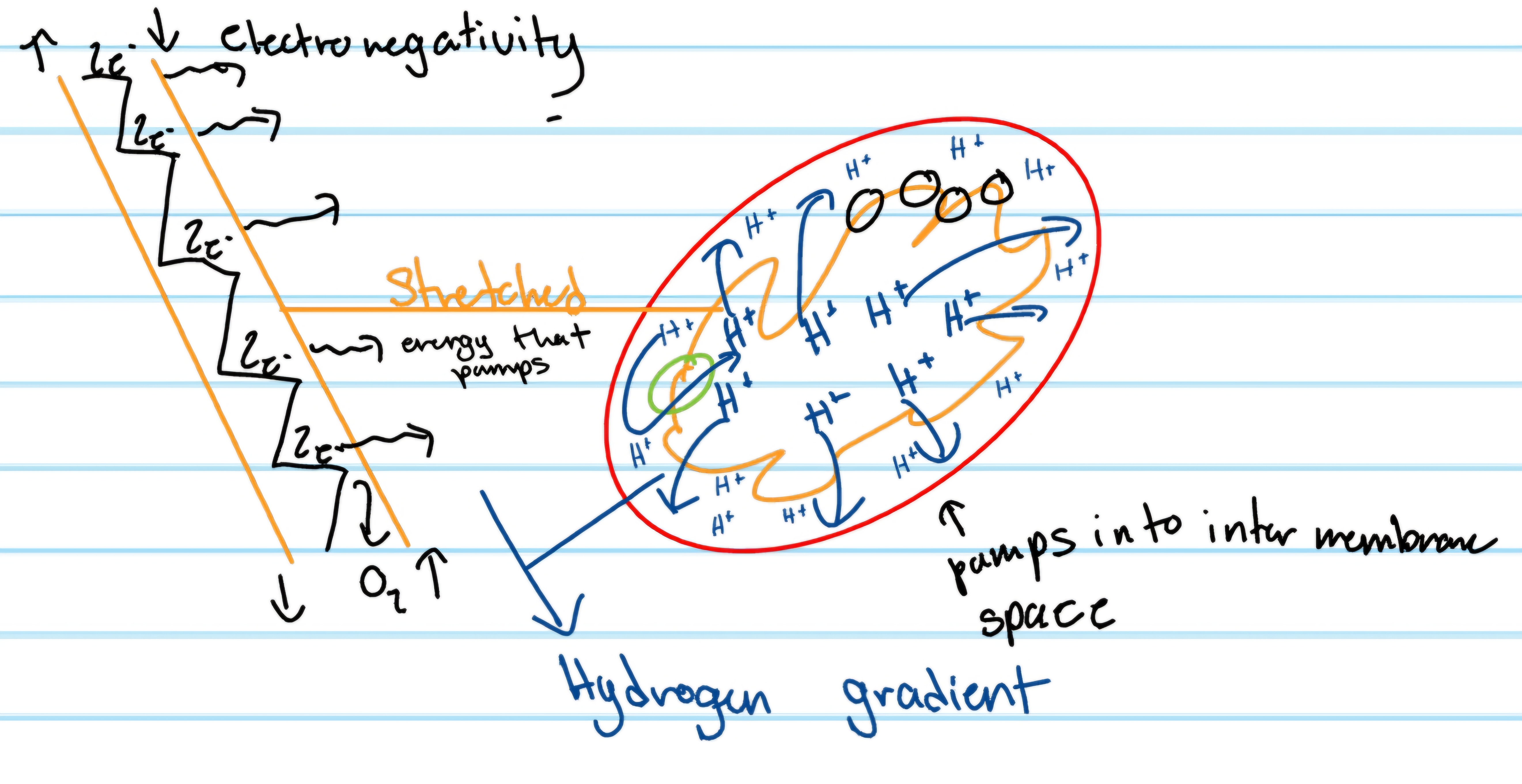 <p>what is the hydrogen gradient?</p>