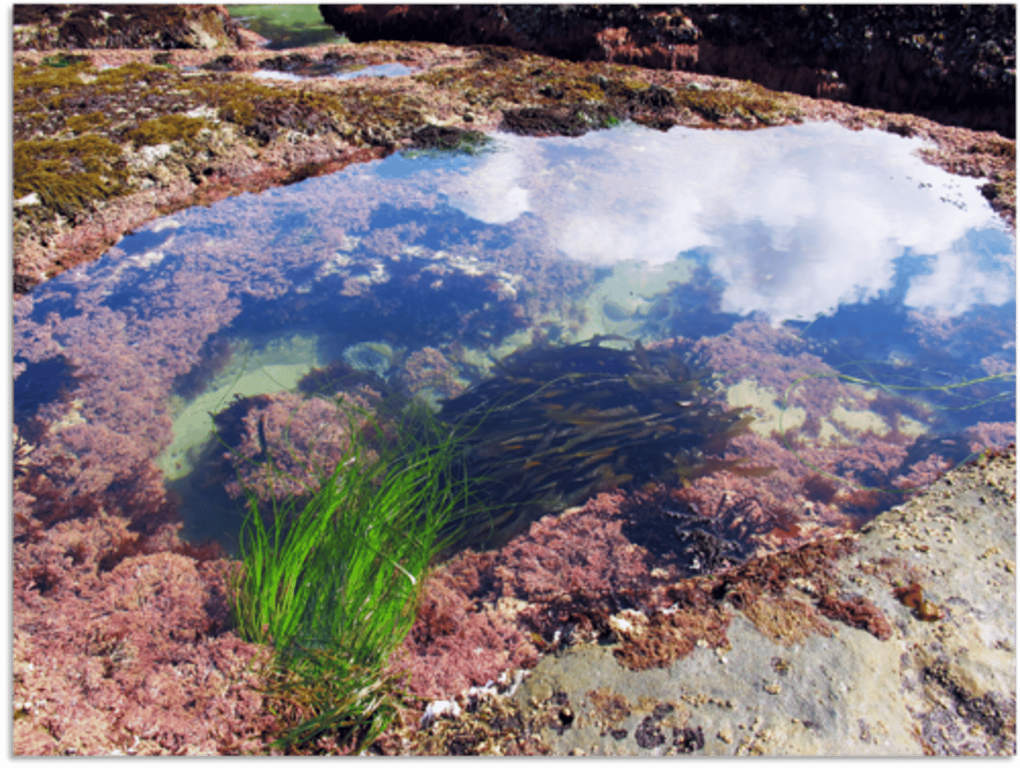 <p>stressful environments depending on size and depth, can have rapid changes in temperature, pH, salinity, nutrients, and oxygen concentration</p>