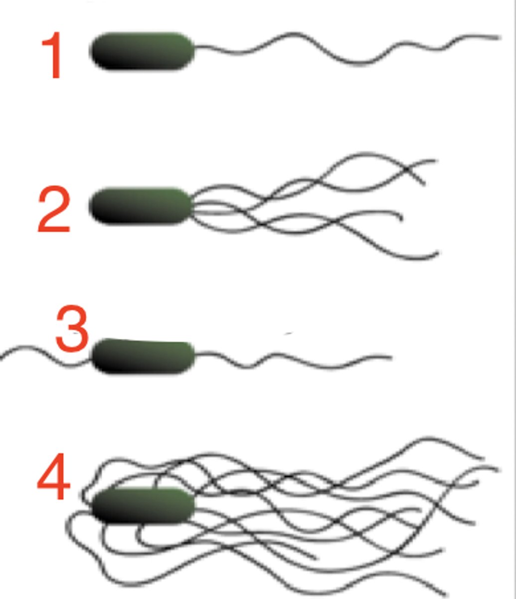 <p>which is monotrichous?</p>