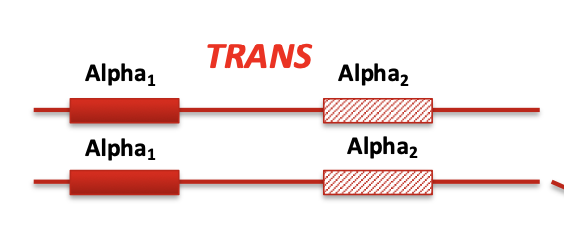<p>Each chromosome has <strong>one affected and one normal gene</strong></p><p></p><p>(-α/-α)</p><p><strong>(striped is affected, - is affected, a is normal)</strong></p>