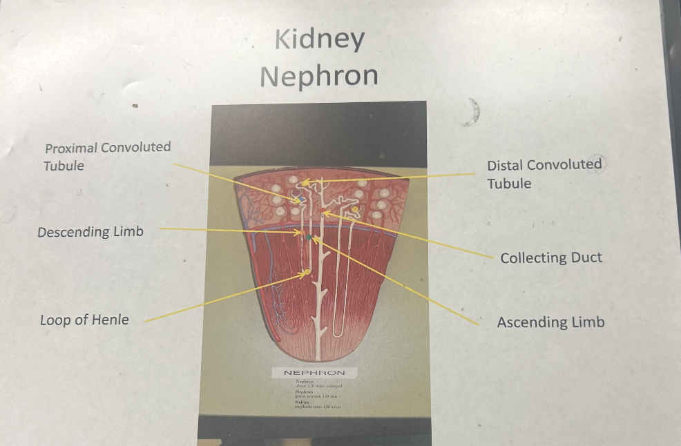 <p>Kidney Nephron</p>