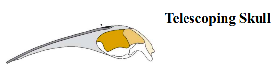 <ul><li><p><strong>streamlined body</strong></p><ul><li><p>torpedo-like → minimizes drag + pressure on body = faster</p></li></ul></li><li><p><strong>hairless/smooth skin</strong></p><ul><li><p>reduces drag + improves swimming efficiency</p></li></ul></li><li><p><strong>loss of appendages (no hind limbs, front limbs → flippers)</strong></p><ul><li><p>no hind limbs = reduces major source of drag, enhances streamlined body</p></li><li><p>flippers = generate thrust, reduce drag, maneuverability, lift</p></li></ul></li><li><p><strong>telescoping skull</strong></p><ul><li><p>reduced drag + smooth airflow across face + blowhole</p></li></ul></li></ul><p></p>