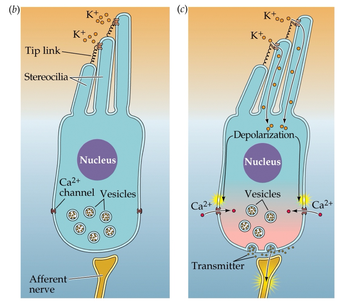 <p>They open ion channels, leading to depolarization of the hair cell as K+ rushes in → voltage-gated Ca2+ channels open and synaptic vessicles fuse cause an NT release</p>