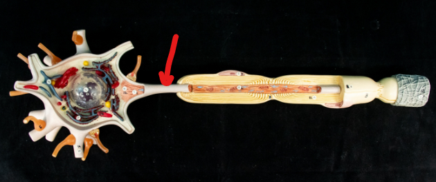 <p>Axon</p>