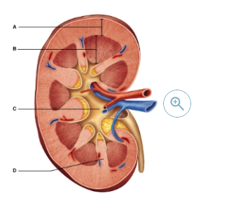 <p>Which letter represents the region that combines several minor calyces to form two or three major calyces?</p>