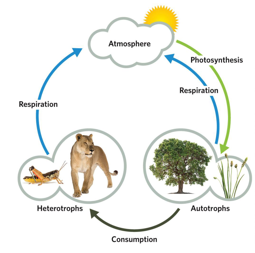 <ul><li><p><span><span>Plants are mostly</span><strong><span> primary producers</span></strong></span></p></li><li><p><span><span>They provide the food that almost all of the other organisms present depend on</span></span></p></li><li><p><span><strong><span>Autotrophs</span></strong></span></p></li><li><p><span><span>Photosynthesis results in oxygen in aquatic environments and the atmosphere</span></span></p></li><li><p><span><span>Carbon storage in plant tissues </span></span></p></li><li><p><span><span>Also provide the physical structure of a community. In a forest, for example, root systems create a structure inhabited by mycorrhizal fungi</span></span></p></li></ul><p></p>