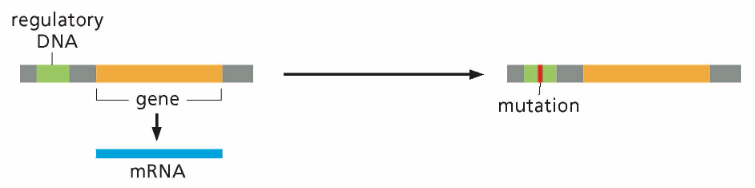 <p>What type of genome alteration is in this photo?</p>
