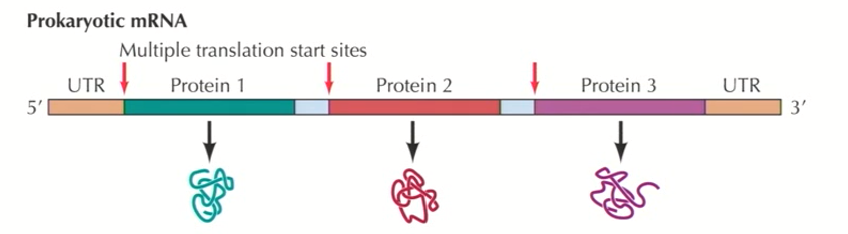 <ul><li><p>In prokaryotic transcription, 1 single mRNA may contain several different units that will be independently translated <strong>(these gene products are organized into operons)</strong></p></li><li><p>Polymerase makes one big mRNA that has different gene products separated by linker sequences that have their own ribosomal recognition sites (<strong>Polycistronic)</strong></p></li><li><p>As the mRNA is being made, ribosomes interact with these sites and make the proteins as it’s being transcribed.</p></li><li><p></p></li></ul><p></p>