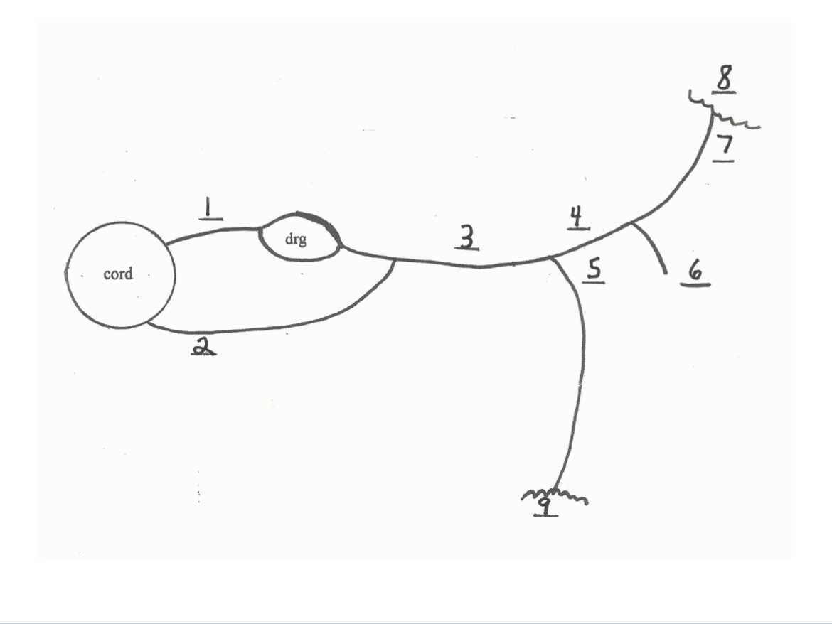 <p>number - name: Sensory/motor/mix</p>
