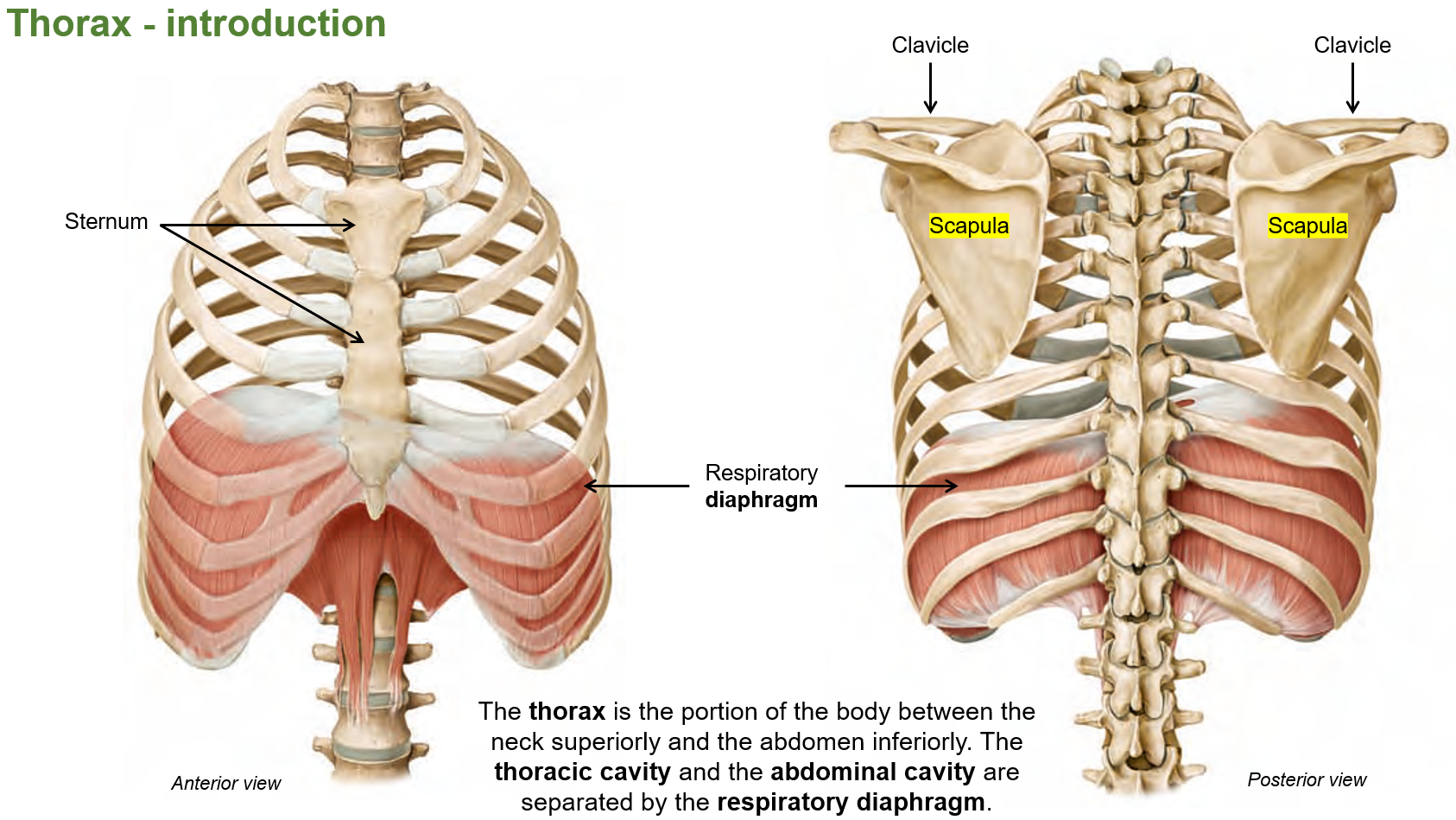 <p>Part of the body between the <strong>neck</strong> and the <strong>abdomen</strong>. The <strong>thoracic cavity</strong> and the <strong>abdominal cavity</strong> are separated by the <strong>diaphragm</strong>.</p>