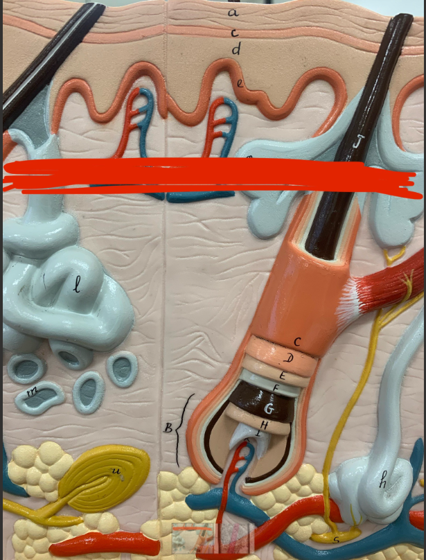 <p>Reticular layer</p>