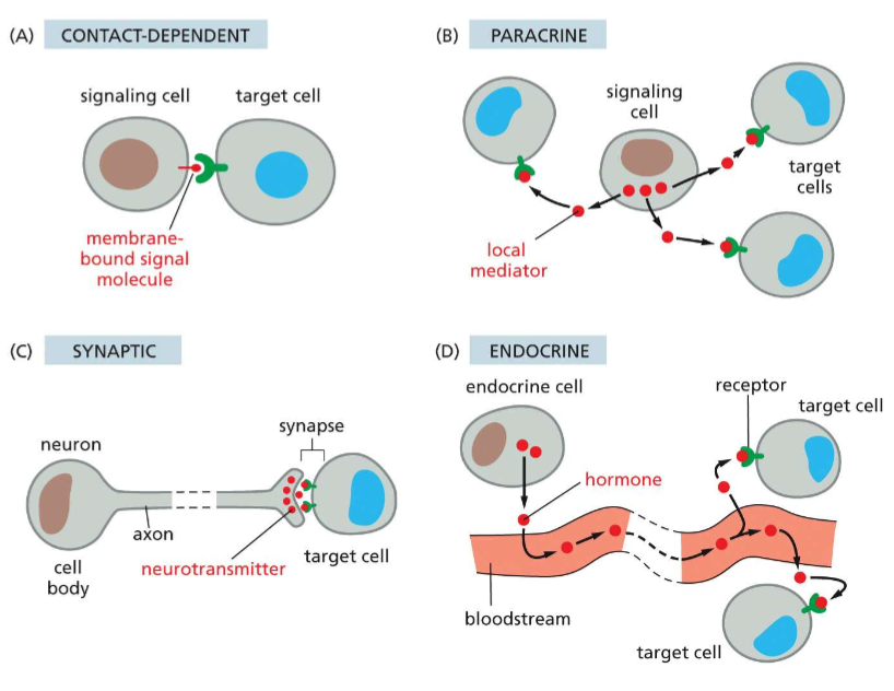 <p>A) Contact-dependent signaling</p><p><span>ver short distances to the target cells. The signaling molecules survive only in the microenvironment in which they are released</span><br><br><span>C) Synaptic signaling--signals are transmitted across a synapse. (ex: a neuron sends an action potential through the axon. This releases neurotransmitters that bind to receptors on target cells, like muscles or another neuron)</span><br><br><span>D) Endocrine signaling-- signaling molecules secreted over long distances (like hormones)cell-cell contact is the initiator cell signaling process ( some ligands can even be transmembrane proteins) (used in epithelial cells)</span><br><br><span>B) Paracrine signaling-- signaling molecules/ligands are released by the signaling cell and travel locally o</span></p>