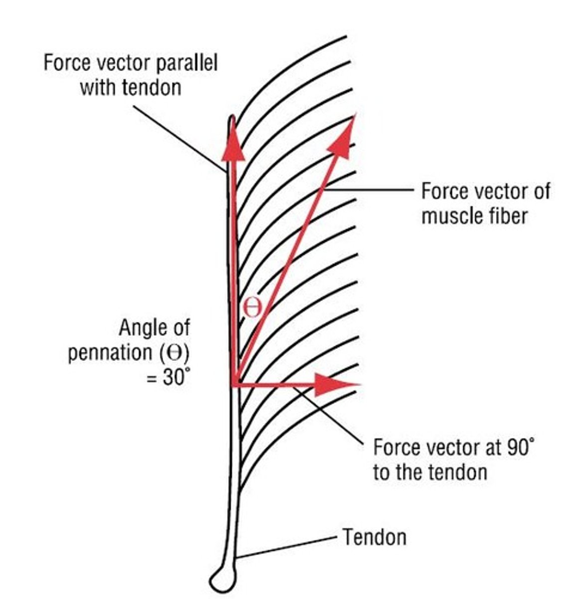 <p>Pennate muscles have fibers that run obliquely towards a central tendon, allowing for greater muscle force due to more muscle fibers.</p>