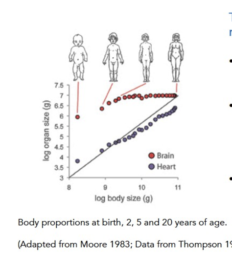 <ul><li><p>ontogenetic growth - growth during development </p></li><li><p>allometric growth in humans - juveniles are not isometrically scaled models of adults (the brain and heart grow at different rates relative to the body </p></li><li><p>growth of the heart is more or less isometric to body size </p></li><li><p>in contrast, growth of the brain is initially hypoallometric to body size, before growth stops once the body reaches a certain size, at about age 6 </p></li><li><p>consequently, head size becomes proportionally smaller as individuals grow to their final body size</p></li></ul><p></p>