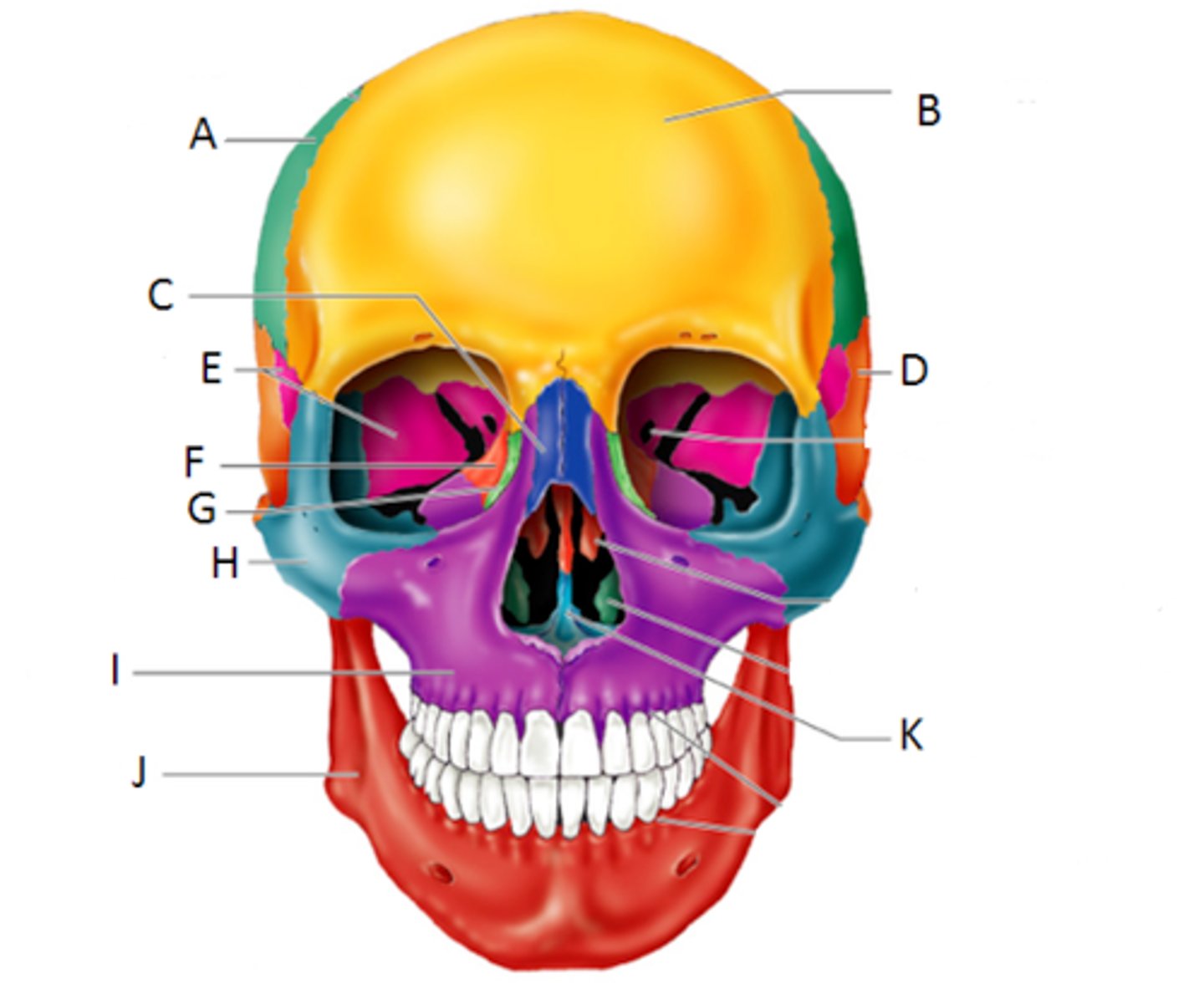 <p>The skull. Especially the nasal index.</p>