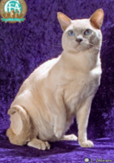 term image