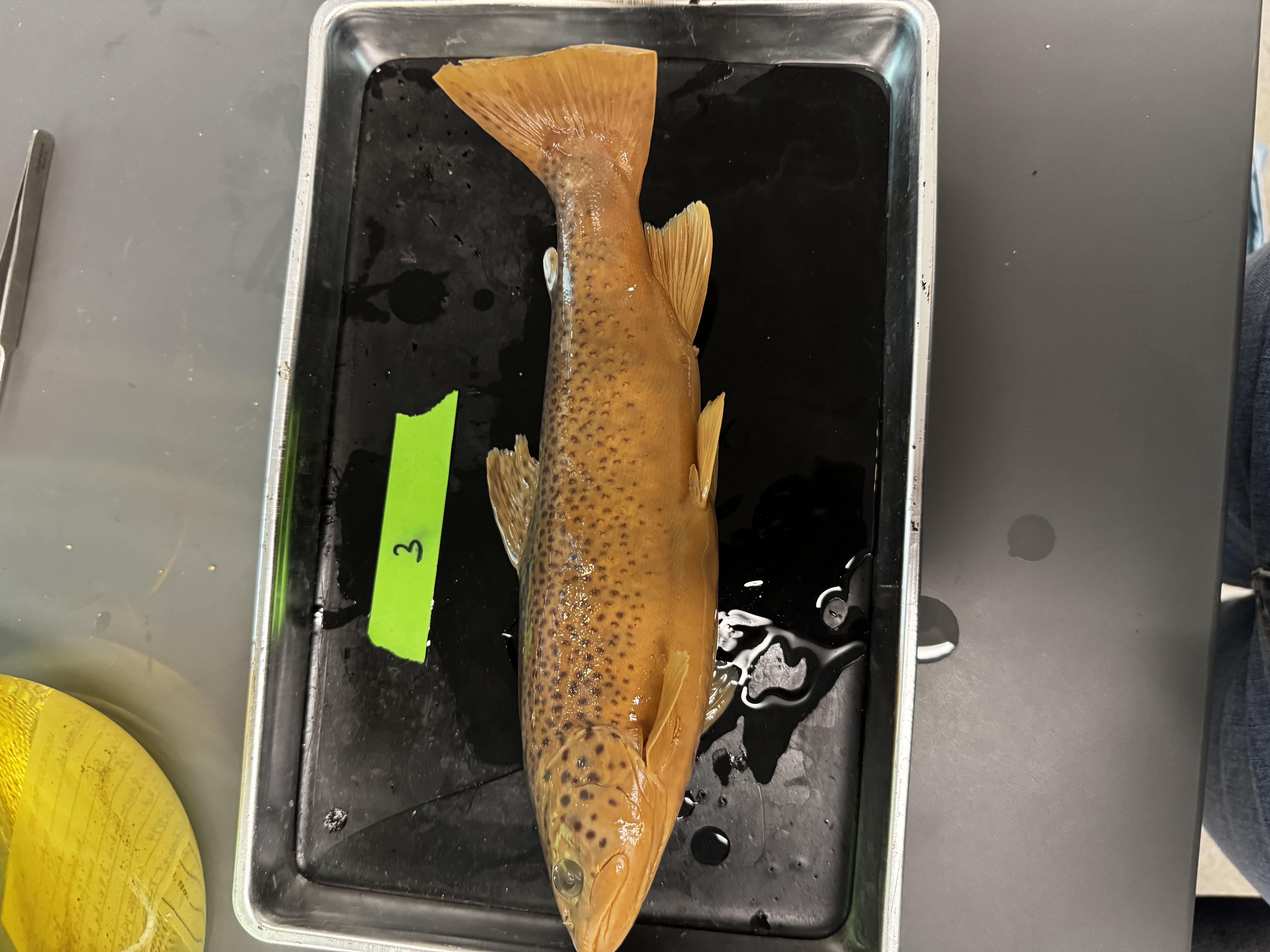 <p>Family:</p><p>Species:</p><p>Scientific:</p>