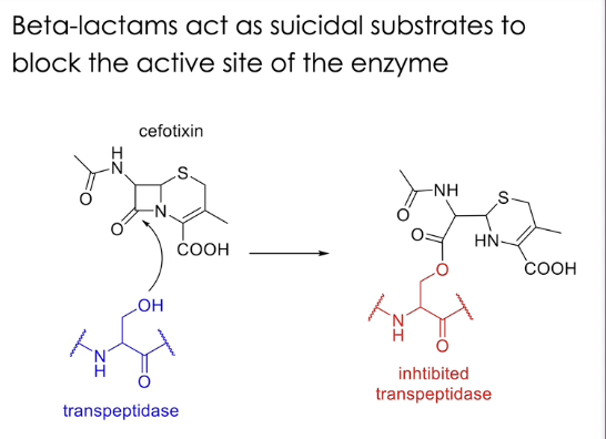 <ul><li><p>suicide inhibition </p></li></ul><ul><li><p>beta lactams act as suicidal substrates to block the active site of the enzyme </p></li></ul><p></p>