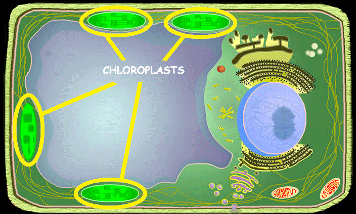 <p>Chloroplasts (Plants Only)</p>