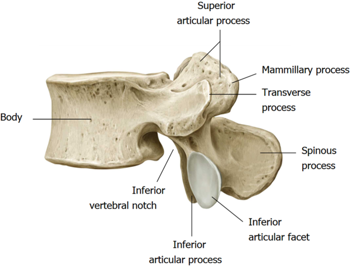 <p>Typical Vertebrae </p>