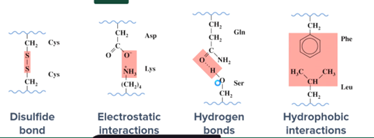 <ul><li><p>Covalent disulfide bonds</p></li><li><p>Electrostatic interactions</p></li><li><p>Hydrogen bonding'</p></li><li><p>Hydrophobic interactions </p></li></ul><p></p>