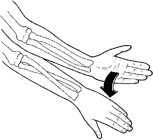 <p>when the forearm rotates medially so the palm faces posteriorly.</p>