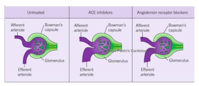 <p>ACE inhibitors cause <strong>dilation of the efferent arteriole</strong> (the vessel carrying blood out). This reduces the pressure within the glomerulus, which <strong>lowers the hydrostatic pressure</strong> needed for filtration. As a result, the <strong>glomerular filtration rate (GFR)</strong> decreases.</p>
