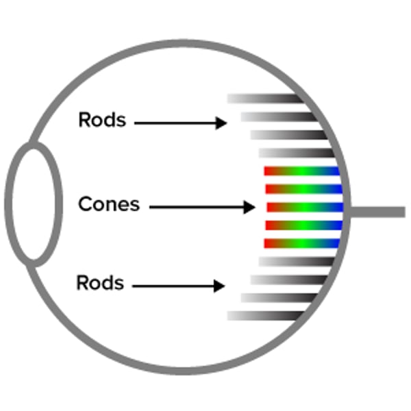 <p>Photoreceptors in the retina of the eye for black and white vision.</p>