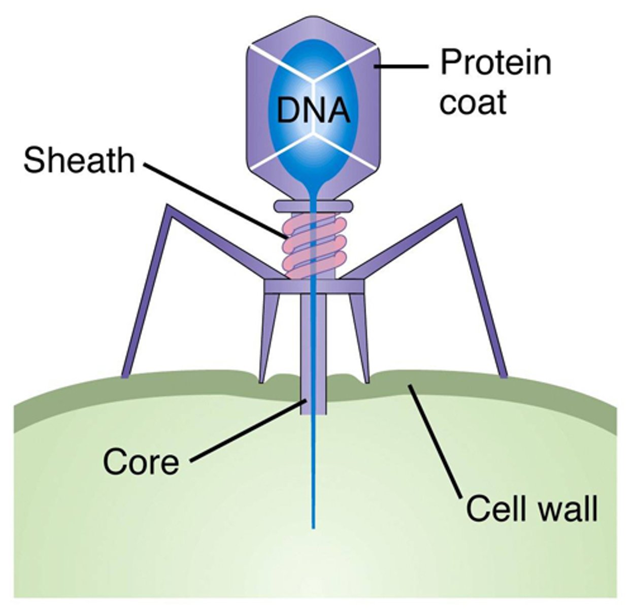 <p>a virus that infects bacteria</p><p>- diverse and united only by bacterial hosts</p><p>ex) e-coli</p>